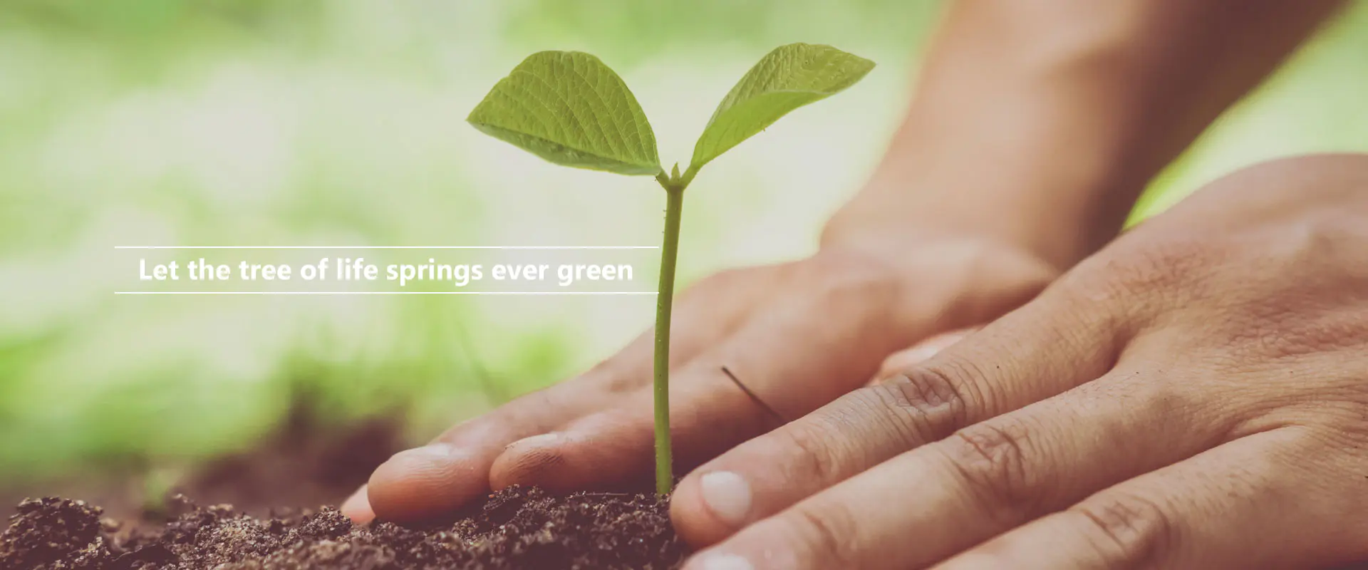 జీవ వృక్షం పచ్చగా చిగురించనివ్వండి